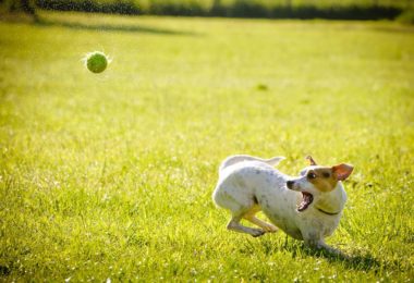 Dog playing with a ball