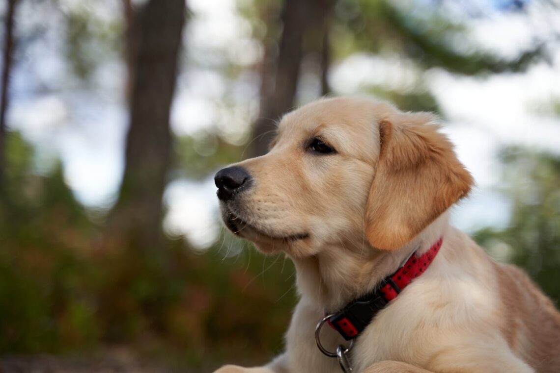 golden retriever with collar