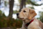 golden retriever with collar