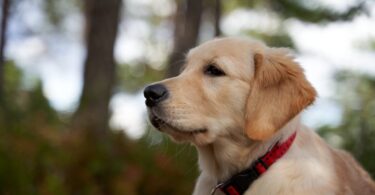 golden retriever with collar