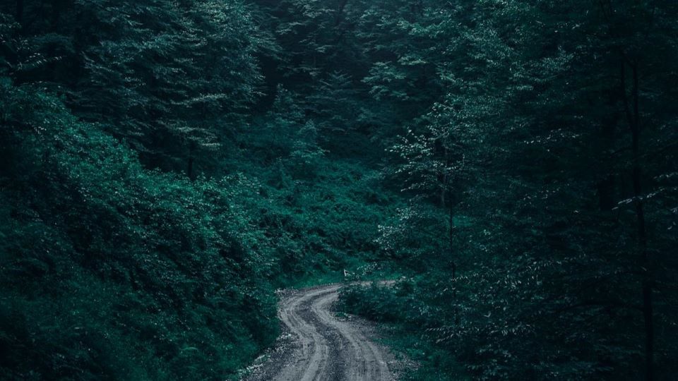 winding road in a thick forest