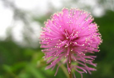 pink flowers nature close up